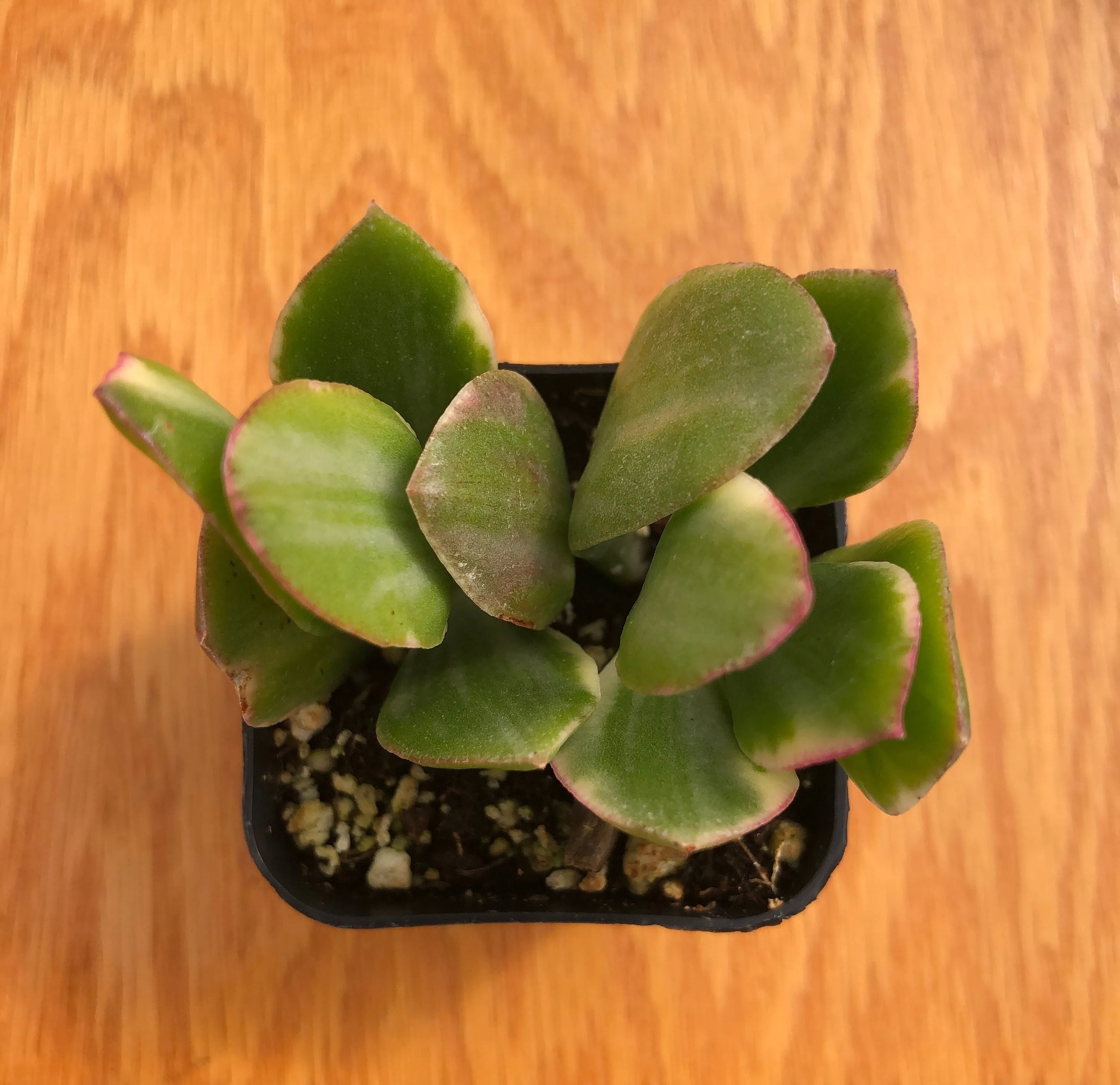 Live Succulents Crassula Ovata 'Variegata' | Variegated Jade Plant