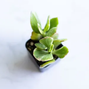 Live Succulents Crassula Ovata 'Variegata' | Variegated Jade Plant