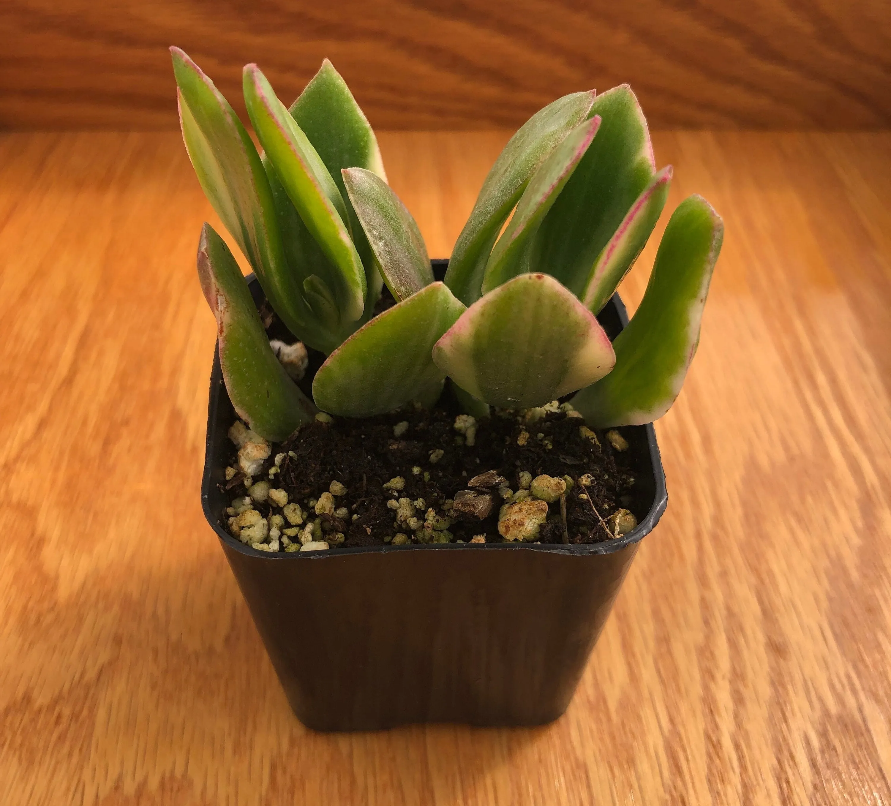 Live Succulents Crassula Ovata 'Variegata' | Variegated Jade Plant