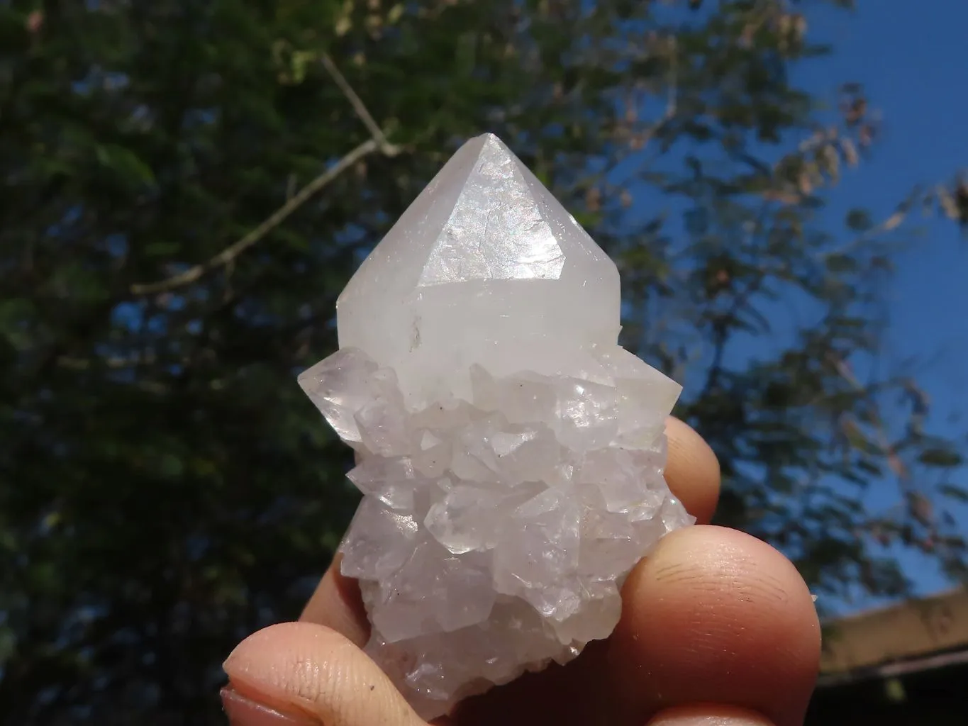 Natural Cactus Flower Spirit Quartz Crystals x 66 From Boekenhouthoek, South Africa