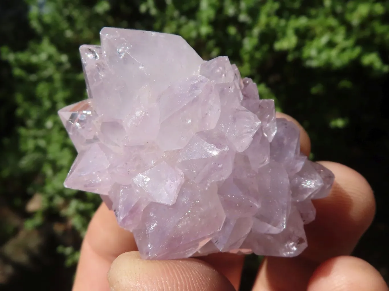 Natural Cactus Flower Spirit Quartz Crystals x 66 From Boekenhouthoek, South Africa