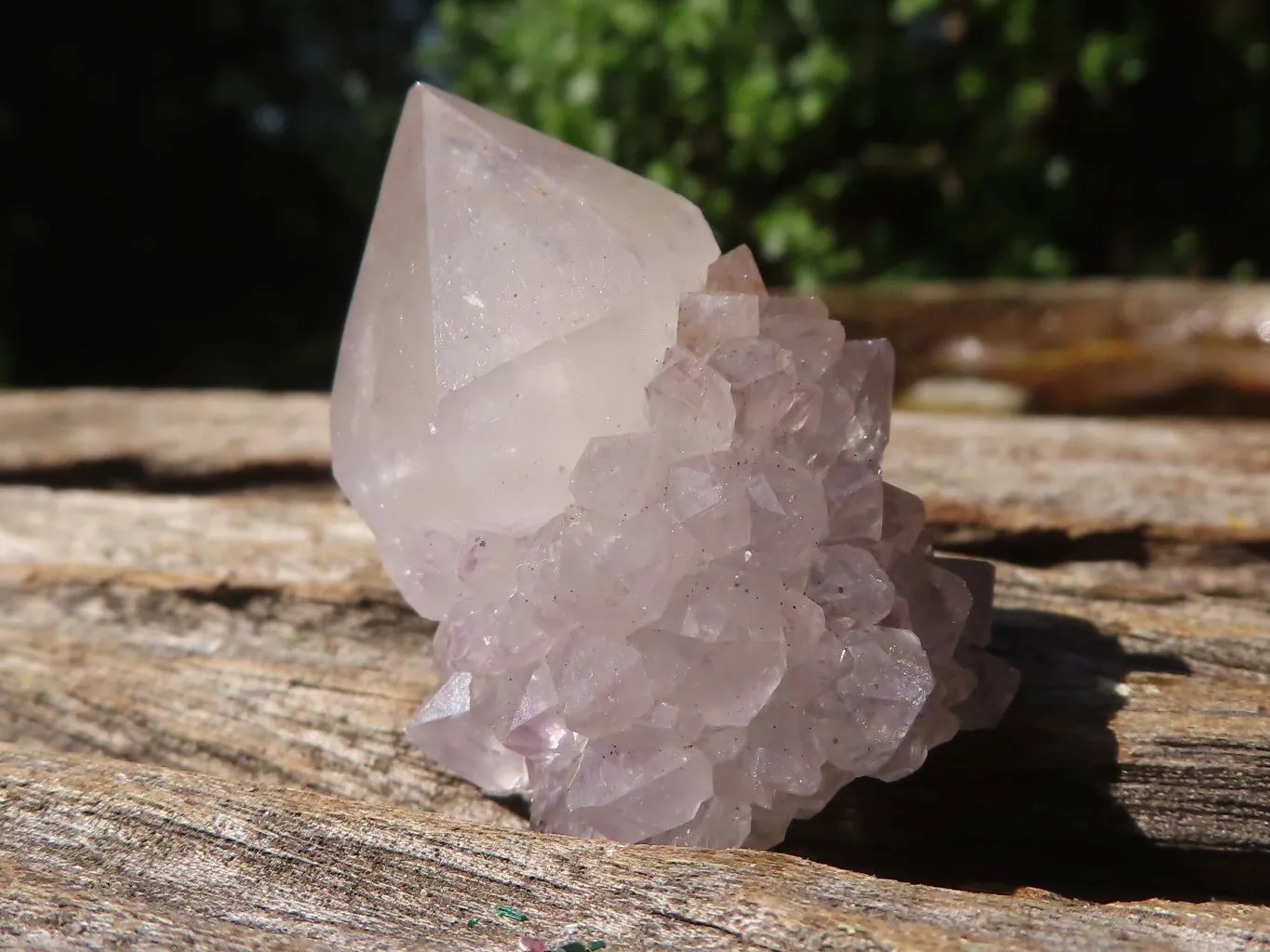 Natural Cactus Flower Spirit Quartz Crystals x 66 From Boekenhouthoek, South Africa