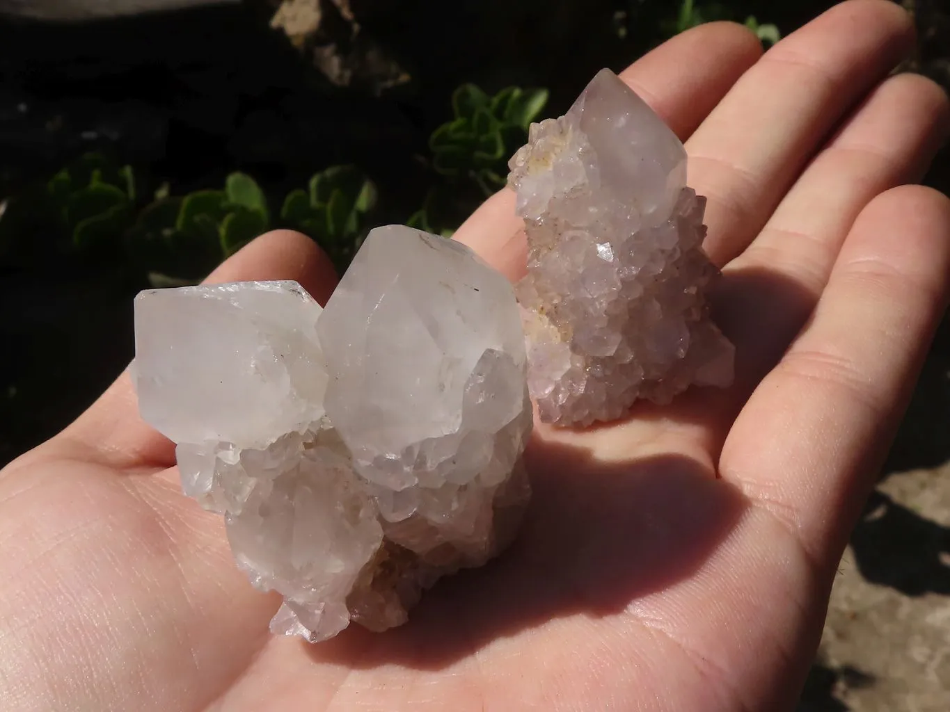 Natural Cactus Flower Spirit Quartz Crystals x 66 From Boekenhouthoek, South Africa