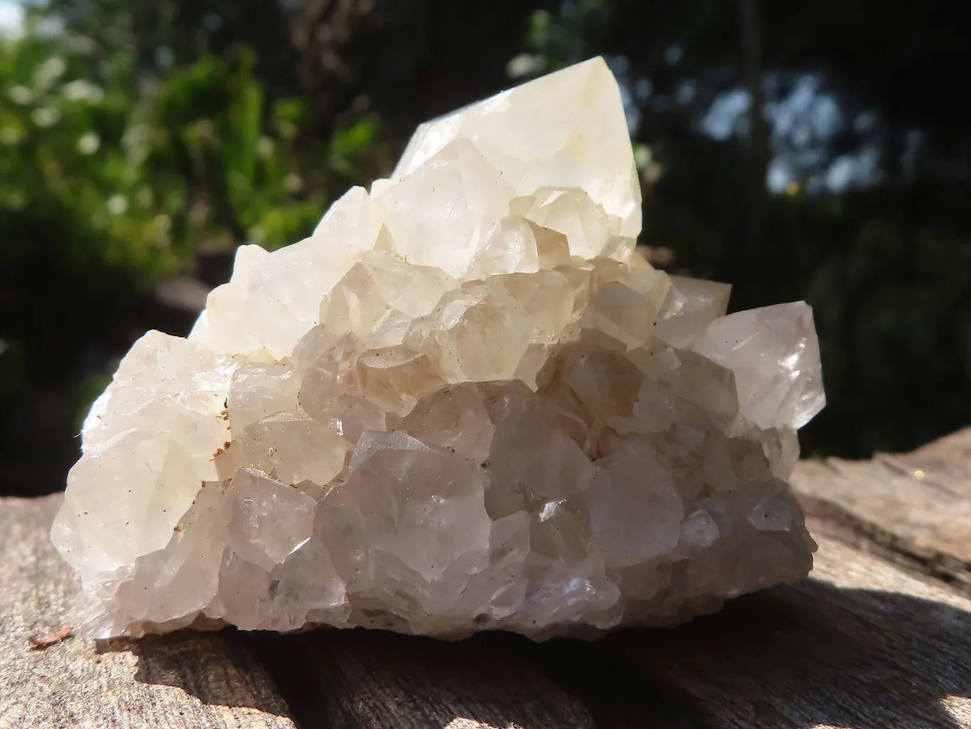 Natural Cactus Flower Spirit Quartz Crystals x 66 From Boekenhouthoek, South Africa