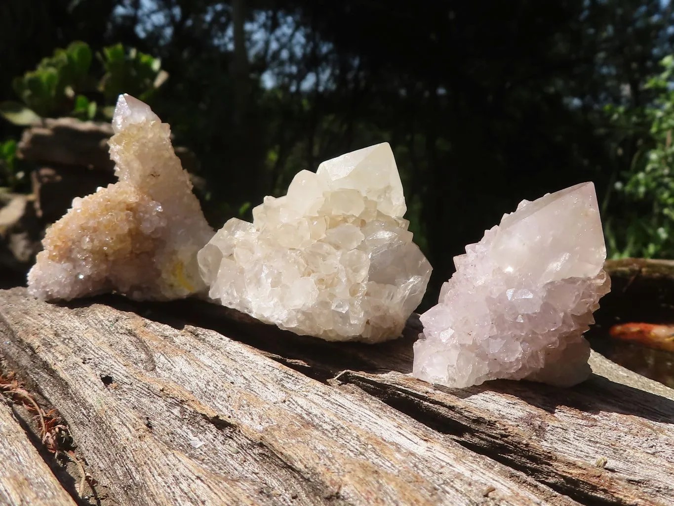 Natural Cactus Flower Spirit Quartz Crystals x 66 From Boekenhouthoek, South Africa