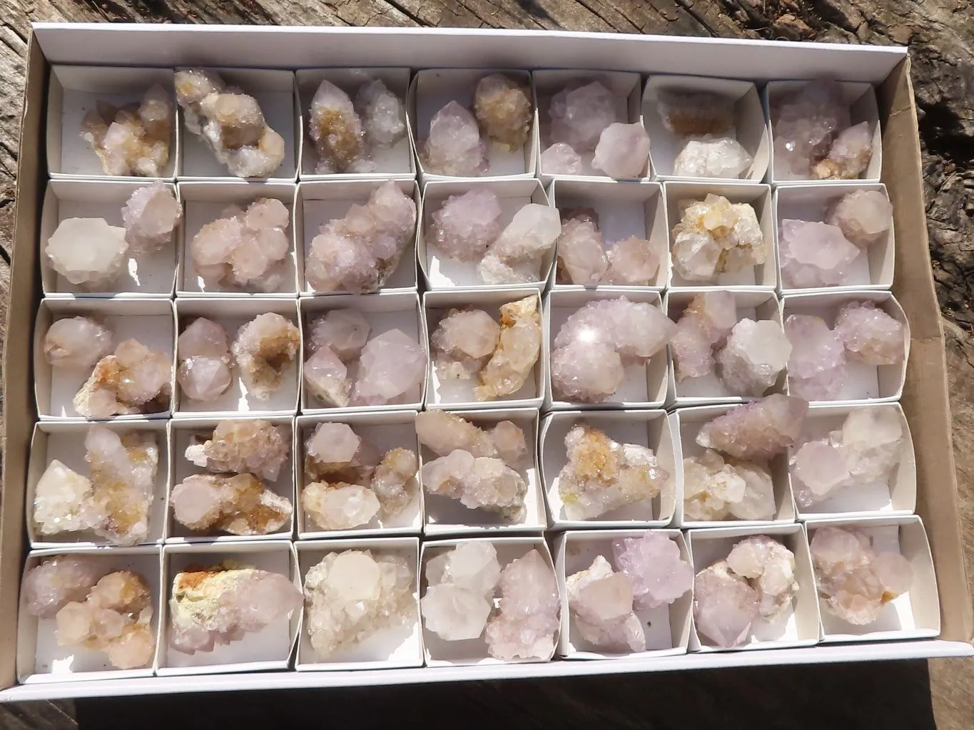 Natural Cactus Flower Spirit Quartz Crystals x 66 From Boekenhouthoek, South Africa