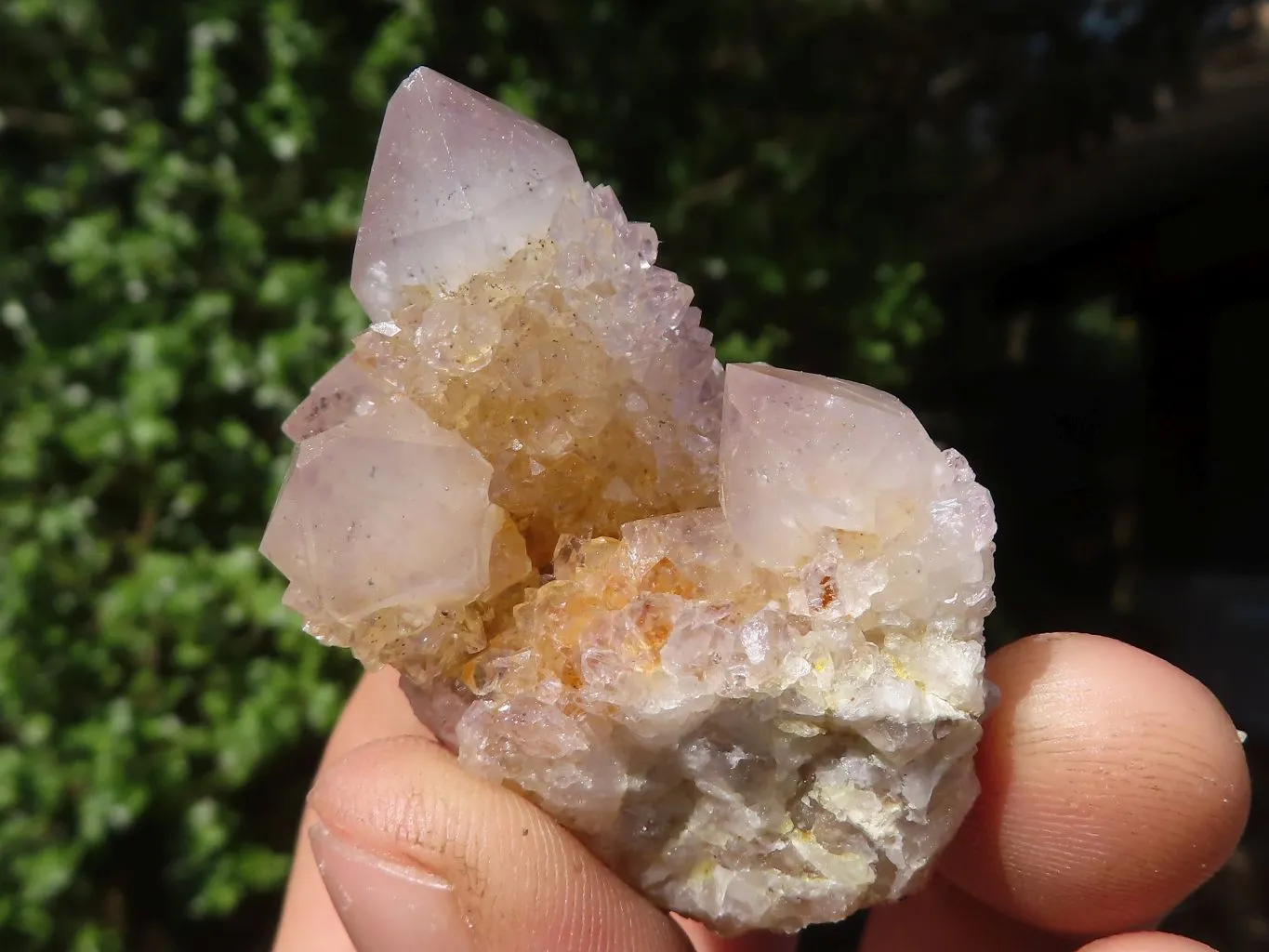 Natural Cactus Flower Spirit Quartz Crystals x 66 From Boekenhouthoek, South Africa