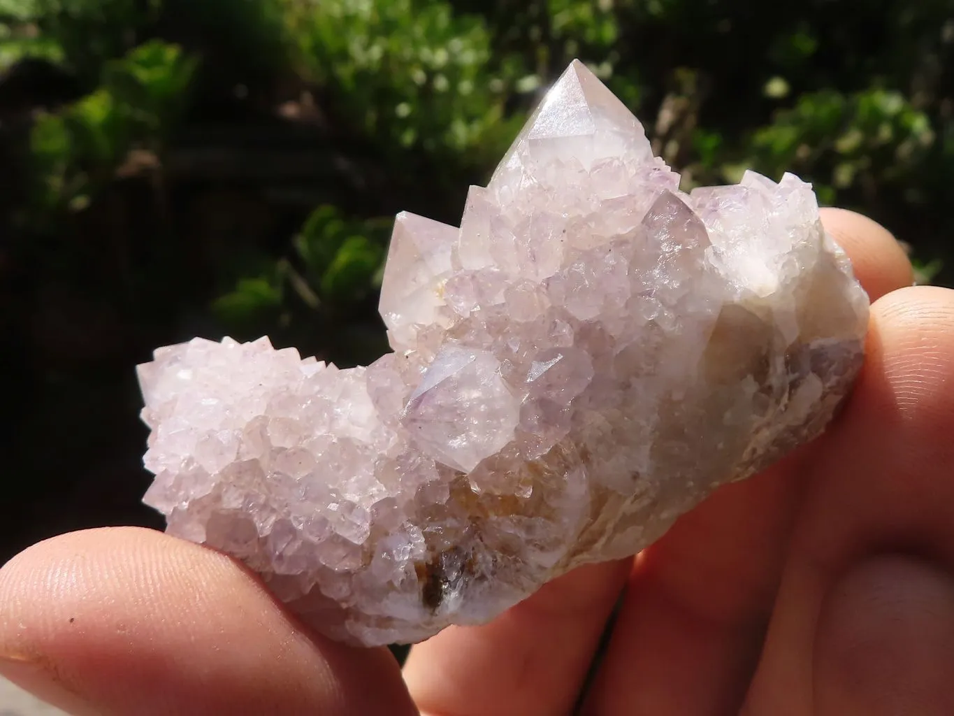 Natural Cactus Flower Spirit Quartz Crystals x 66 From Boekenhouthoek, South Africa