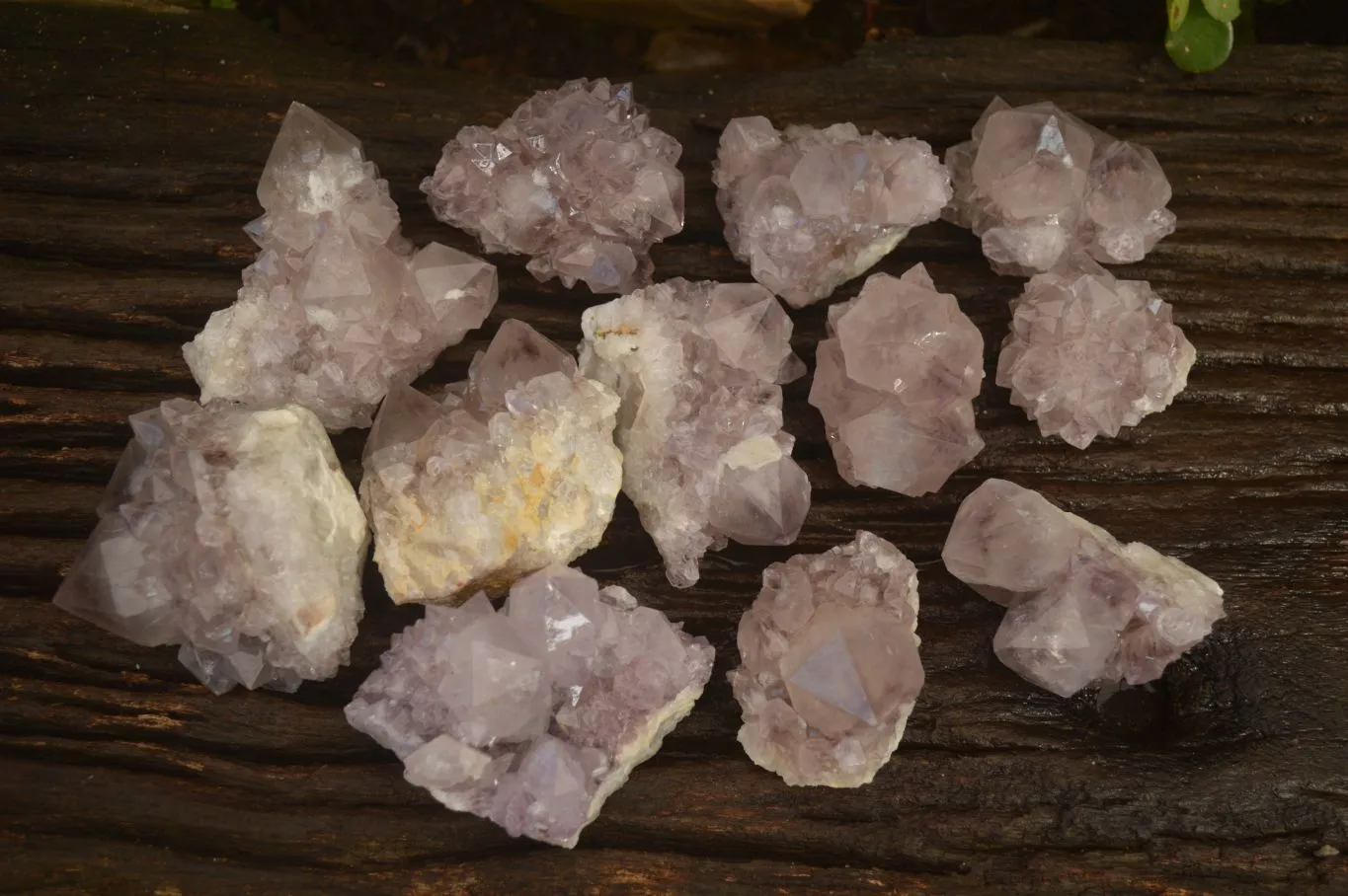 Natural Sunburst Cactus Flower Amethyst Quartz Clusters x 12 From Boekenhouthoek, South Africa