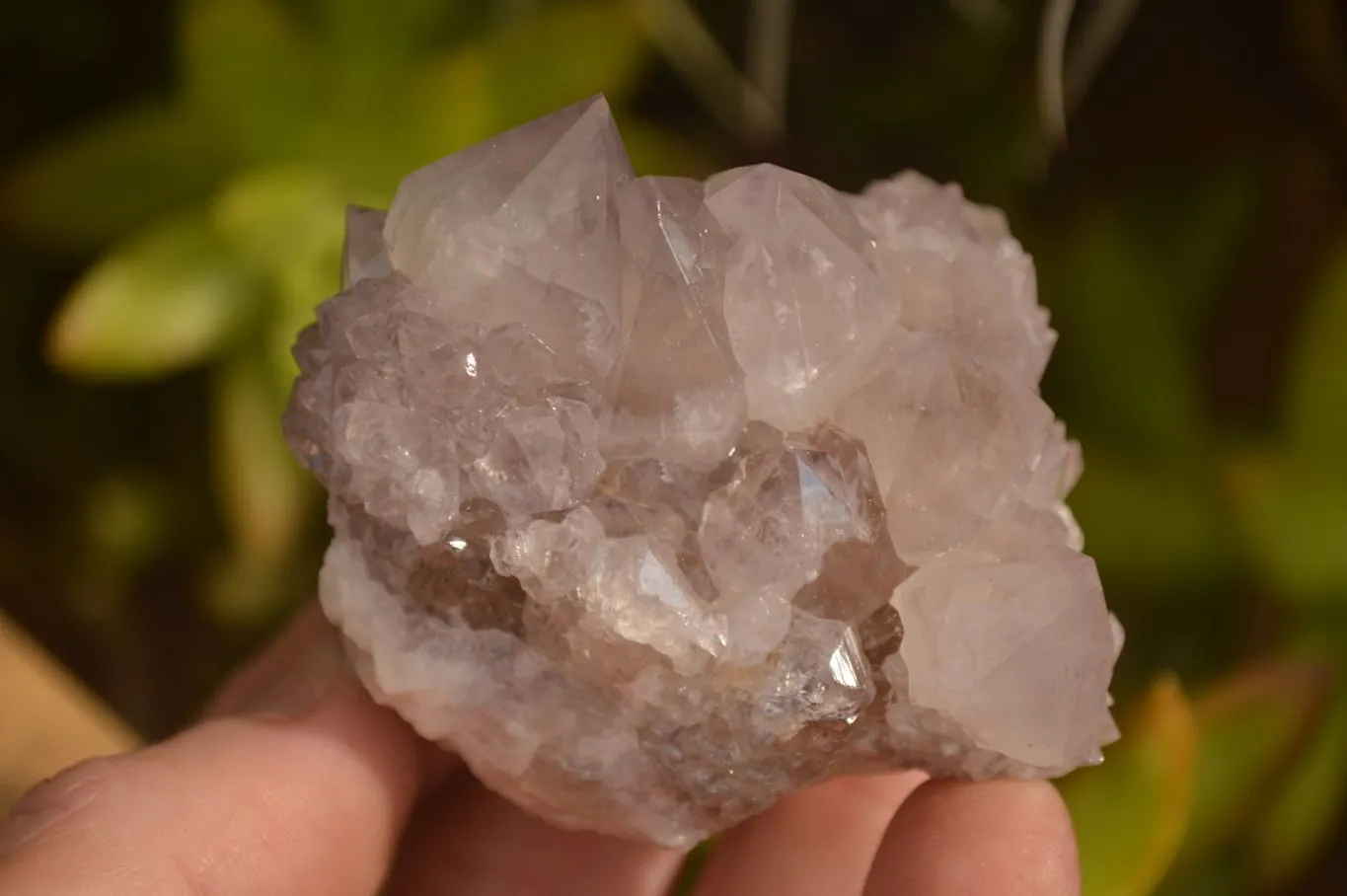 Natural Sunburst Cactus Flower Amethyst Quartz Clusters x 12 From Boekenhouthoek, South Africa