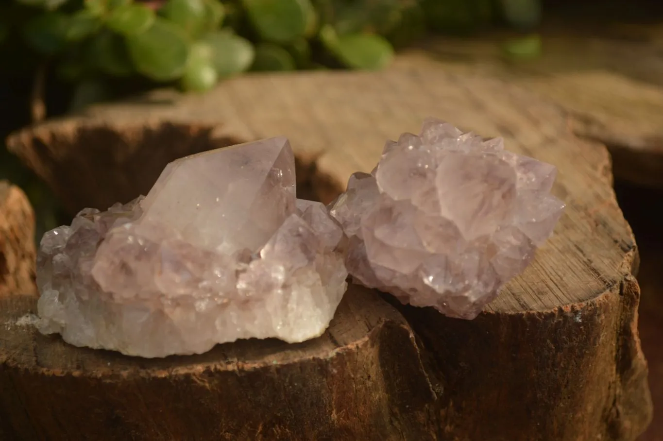 Natural Sunburst Cactus Flower Amethyst Quartz Clusters x 12 From Boekenhouthoek, South Africa