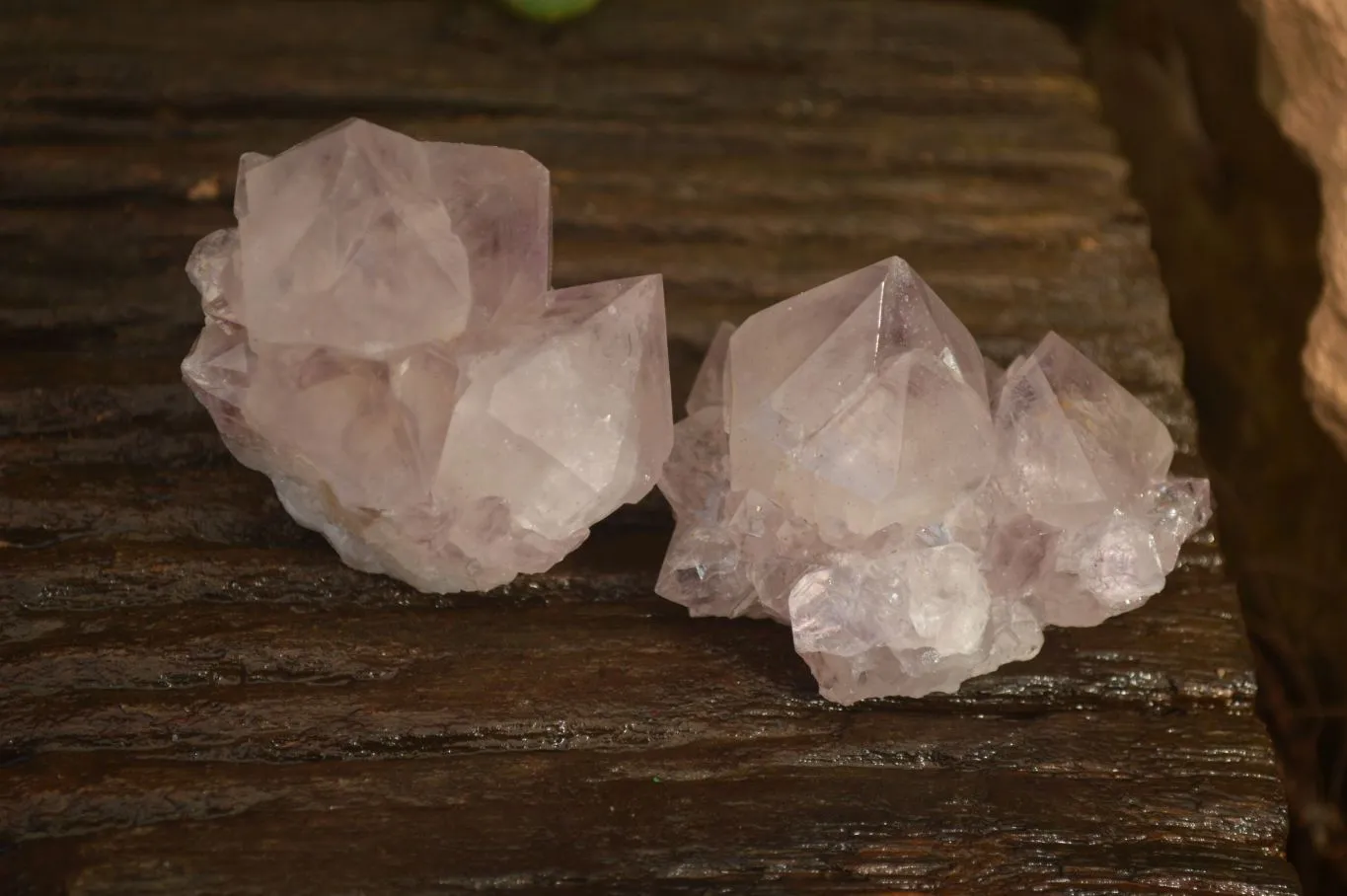 Natural Sunburst Cactus Flower Amethyst Quartz Clusters x 12 From Boekenhouthoek, South Africa